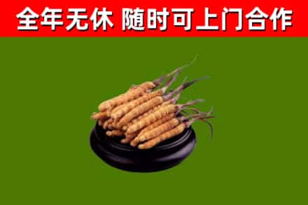镇海烟酒回收冬虫夏草.jpg